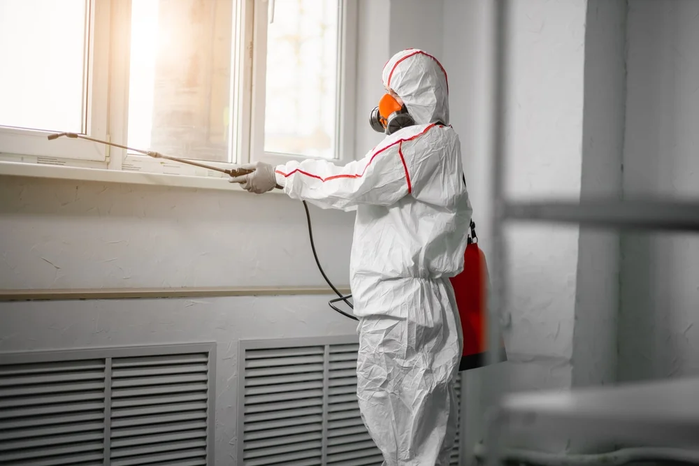 Professional mold remediation services in Lucerne Valley, CA